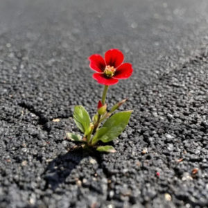 kleine-rote-Blume-waechst-aus-Asphalt-heraus-640x640